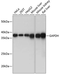 Anti-GAPDH antibody [GT1355] used in Western Blot (WB). GTX03407