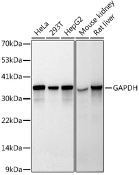 Anti-GAPDH antibody [GT1355] used in Western Blot (WB). GTX03407