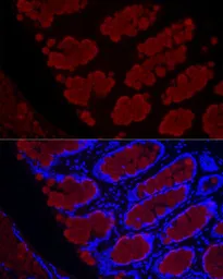 Anti-MUC2 antibody used in IHC (Paraffin sections) (IHC-P). GTX03424