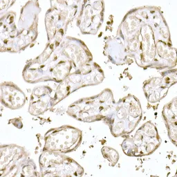 Anti-MUC2 antibody used in IHC (Paraffin sections) (IHC-P). GTX03424