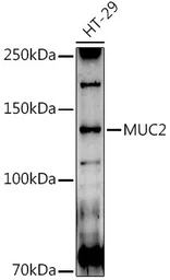 Anti-MUC2 antibody used in Western Blot (WB). GTX03424