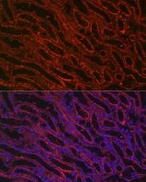 Anti-BMP7 antibody used in IHC (Paraffin sections) (IHC-P). GTX03429