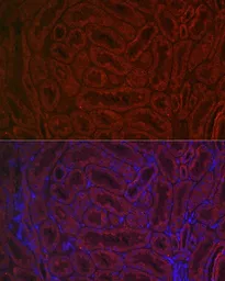 Anti-BMP7 antibody used in IHC (Paraffin sections) (IHC-P). GTX03429