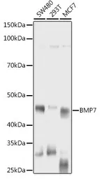Anti-BMP7 antibody used in Western Blot (WB). GTX03429