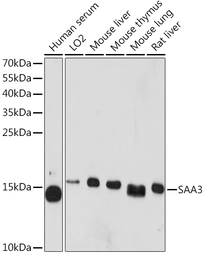 Anti-SAA3 antibody used in Western Blot (WB). GTX03433