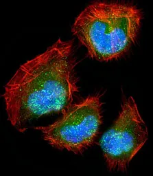 Anti-DLL3 antibody used in Immunocytochemistry/ Immunofluorescence (ICC/IF). GTX03439