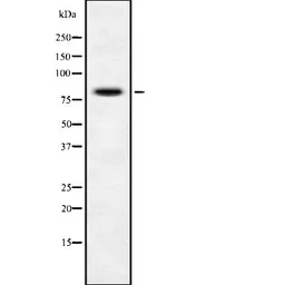 Anti-A-Myb antibody used in Western Blot (WB). GTX03441