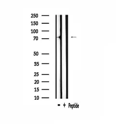 Anti-A-Myb antibody used in Western Blot (WB). GTX03441