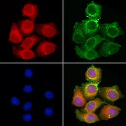 Anti-DFNA5 antibody used in Immunocytochemistry/ Immunofluorescence (ICC/IF). GTX03443