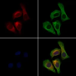 Anti-EB1 antibody used in Immunocytochemistry/ Immunofluorescence (ICC/IF). GTX03450