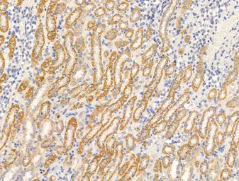 Anti-EB1 antibody used in IHC (Paraffin sections) (IHC-P). GTX03450
