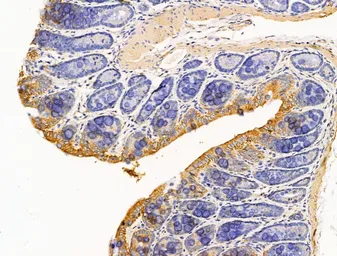 Anti-EB1 antibody used in IHC (Paraffin sections) (IHC-P). GTX03450