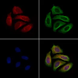 Anti-gp340 antibody used in Immunocytochemistry/ Immunofluorescence (ICC/IF). GTX03451