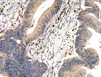 Anti-gp340 antibody used in IHC (Paraffin sections) (IHC-P). GTX03451