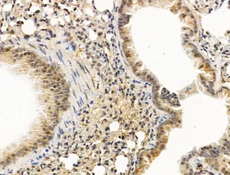 Anti-NOTCH4 antibody used in IHC (Paraffin sections) (IHC-P). GTX03453