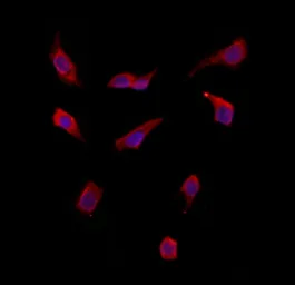 Anti-SMCR7 antibody used in Immunocytochemistry/ Immunofluorescence (ICC/IF). GTX03455
