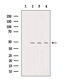 Anti-SMCR7 antibody used in Western Blot (WB). GTX03455
