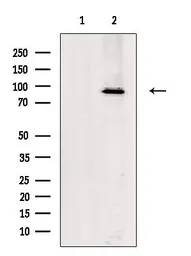 Anti-MKLP1 antibody used in Western Blot (WB). GTX03456