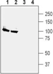 Anti-Sodium/Potassium ATPase alpha 2 antibody used in Western Blot (WB). GTX03457