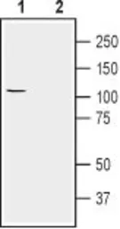 Anti-Sodium/Potassium ATPase alpha 2 antibody used in Western Blot (WB). GTX03457