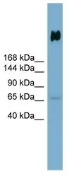 Anti-gp340 antibody used in Western Blot (WB). GTX03459
