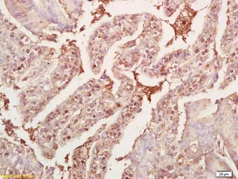 Anti-GDF8 / Myostatin antibody used in IHC (Paraffin sections) (IHC-P). GTX03461