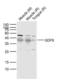 Anti-GDF8 / Myostatin antibody used in Western Blot (WB). GTX03461
