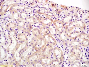 Anti-Slco1a1 antibody used in IHC (Paraffin sections) (IHC-P). GTX03462