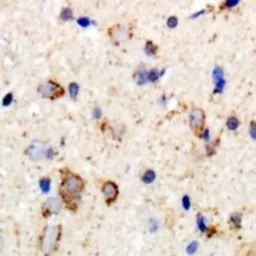 Anti-GABA A Receptor beta 2 antibody used in IHC (Paraffin sections) (IHC-P). GTX03471