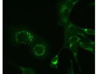 Anti-Hepatitis virus A59 nsp9 antibody [2C6.H1] used in Immunocytochemistry/ Immunofluorescence (ICC/IF). GTX03482