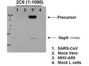 Anti-Hepatitis virus A59 nsp9 antibody [2C6.H1] used in Western Blot (WB). GTX03482