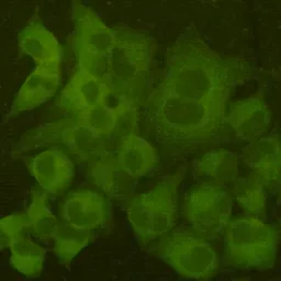 Anti-MAP2 antibody [1D7-B9-C8-F6] used in Immunocytochemistry/ Immunofluorescence (ICC/IF). GTX03485
