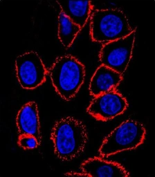Anti-CD44 antibody [Hermes-3] used in Immunocytochemistry/ Immunofluorescence (ICC/IF). GTX03492