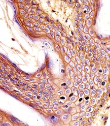 Anti-CD44 antibody [Hermes-3] used in IHC (Paraffin sections) (IHC-P). GTX03492