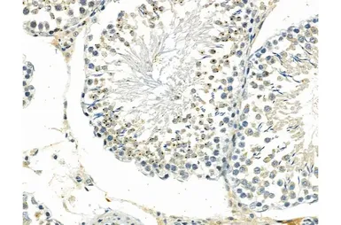 Anti-Microcephalin antibody used in IHC (Paraffin sections) (IHC-P). GTX03494