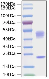 Human IL23 protein, His Tag. GTX03648-pro