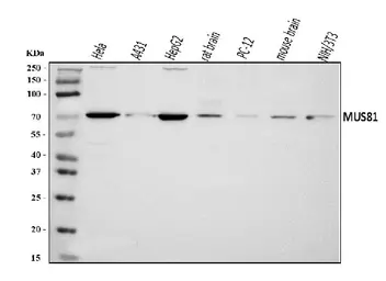 Anti-MUS81 antibody used in Western Blot (WB). GTX03656