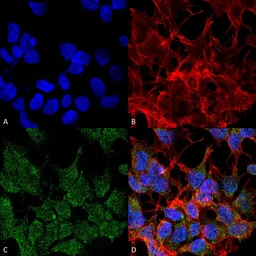 Anti-VGLUT2 antibody [S29-29] used in Immunocytochemistry/ Immunofluorescence (ICC/IF). GTX03657