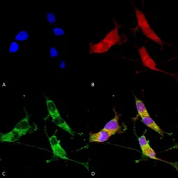Anti-VGLUT2 antibody [S29-29] used in Immunocytochemistry/ Immunofluorescence (ICC/IF). GTX03657