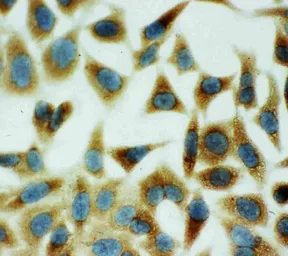 Anti-Annexin V antibody used in Immunocytochemistry/ Immunofluorescence (ICC/IF). GTX03658