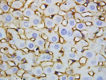 Anti-Annexin V antibody used in IHC (Paraffin sections) (IHC-P). GTX03658