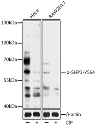 Anti-SHP1 (phospho Tyr564) antibody used in Western Blot (WB). GTX03665