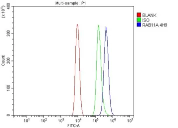 Anti-Rab11A antibody [4H9] used in Flow cytometry (FCM). GTX03669