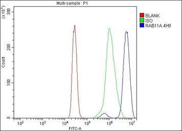 Anti-Rab11A antibody [4H9] used in Flow cytometry (FCM). GTX03669
