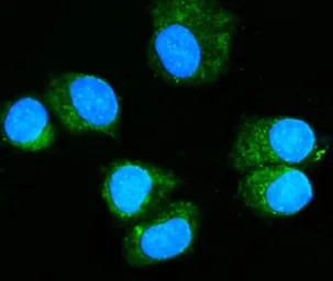 Anti-Rab11A antibody [4H9] used in Immunocytochemistry/ Immunofluorescence (ICC/IF). GTX03669