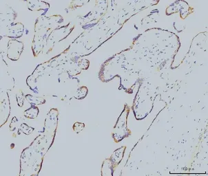 Anti-Rab11A antibody [4H9] used in IHC (Paraffin sections) (IHC-P). GTX03669