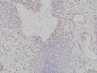 Anti-Rab11A antibody [4H9] used in IHC (Paraffin sections) (IHC-P). GTX03669