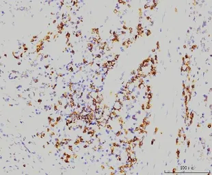 Anti-Rab11A antibody [4H9] used in IHC (Paraffin sections) (IHC-P). GTX03669
