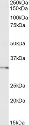 Anti-FOXI1 antibody used in Western Blot (WB). GTX03671