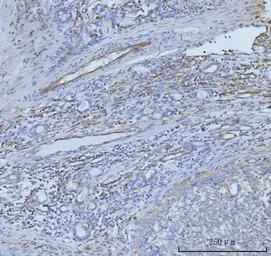 Anti-CD93 antibody used in IHC (Paraffin sections) (IHC-P). GTX03672